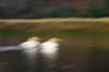 pelican blur 3.jpg (23kb)